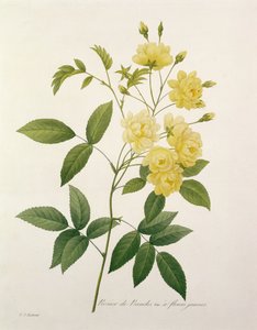 Rosa banksiae (Róża Banksa), z „Wybór najpiękniejszych kwiatów”, 1827